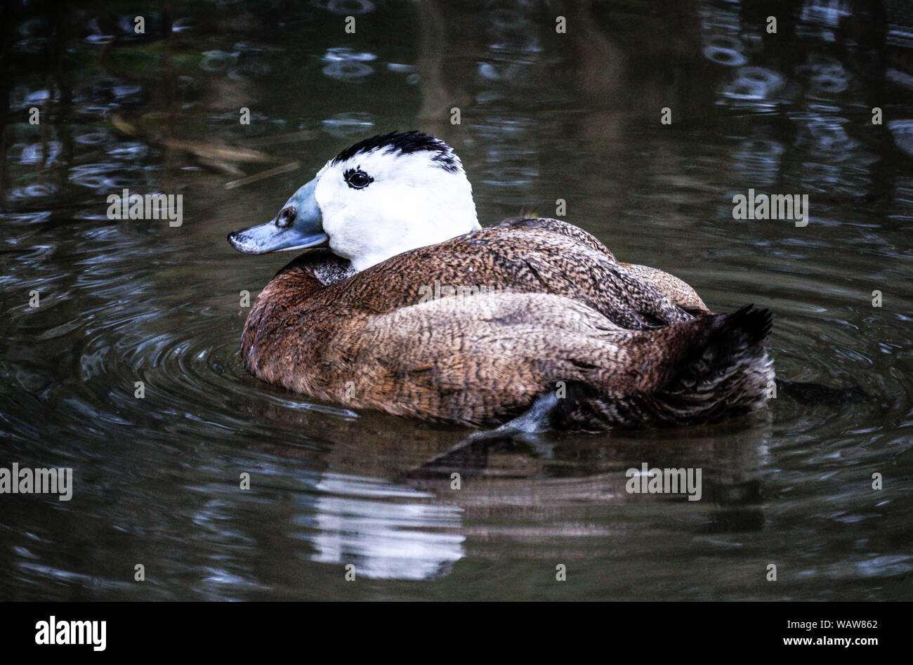 White-headed Duck (Oxyura leucocephala).Male in breeding plumage.A rare European species.Interbreeding with the North Amer.Ruddy Duck is a problem. Stock Photo