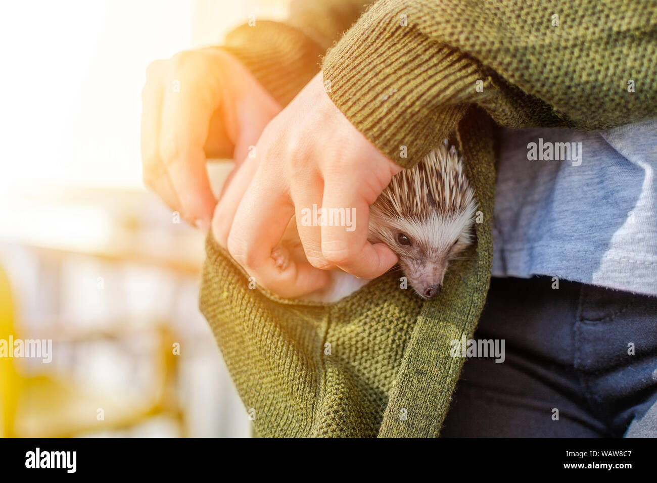 sweaters for hedgehogs