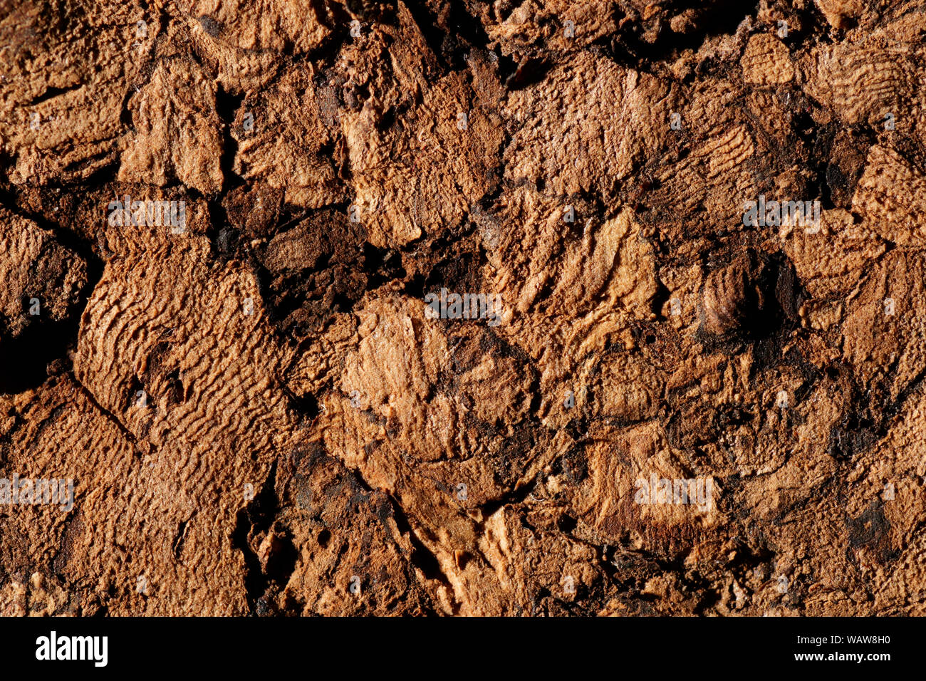 Natural cork texture, macro shot Stock Photo