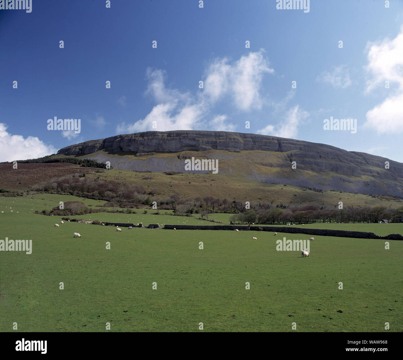 ireland, county kerry, dingle peninsula, green agricultural grazing fields Stock Photo