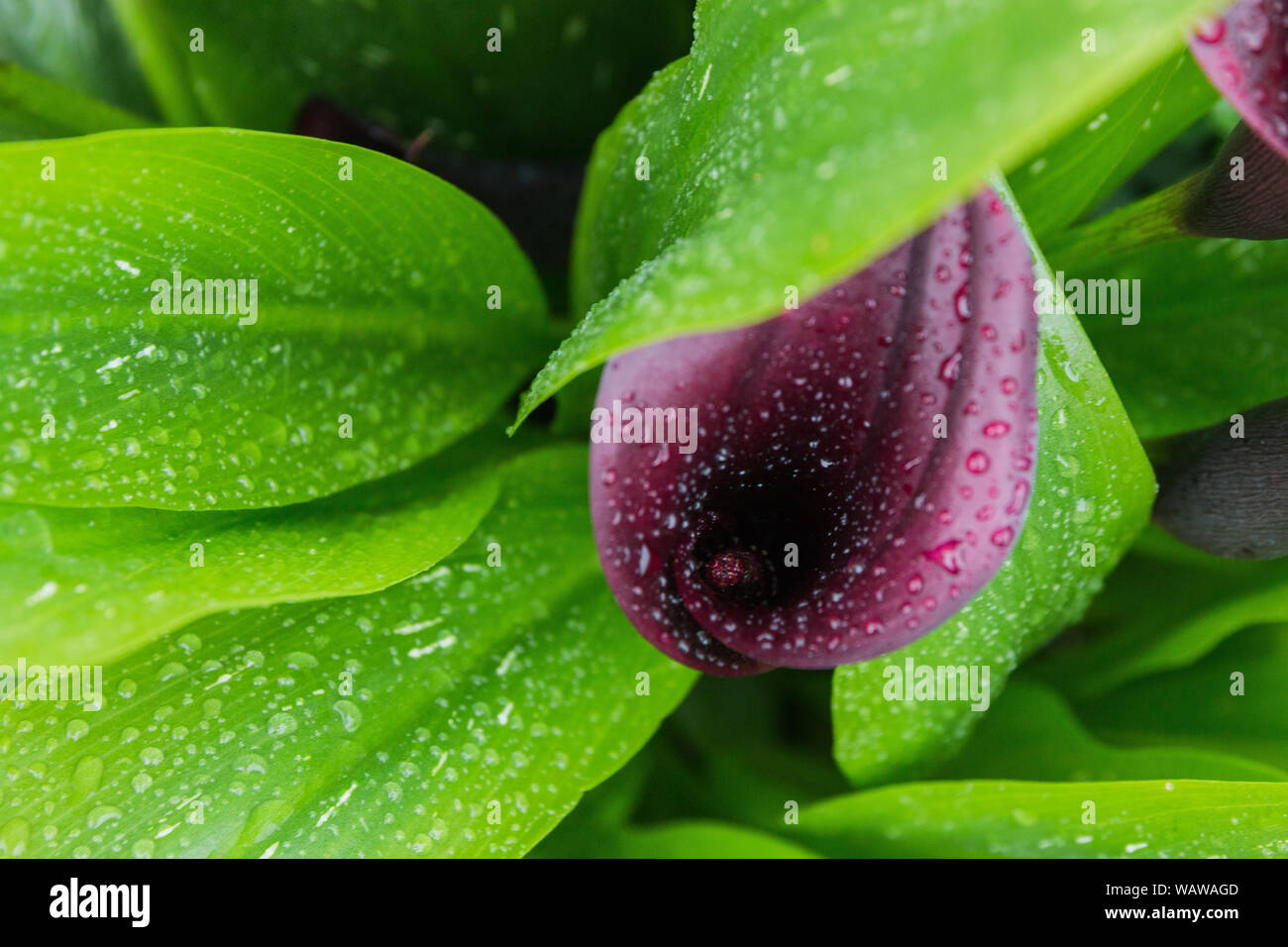 Calla Lily Cut Out High Resolution Stock Photography and Images - Alamy