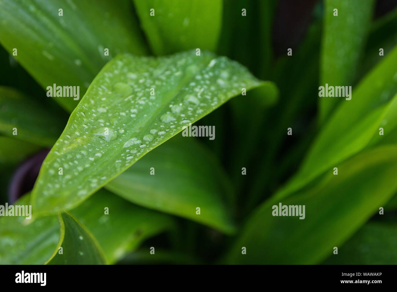 The leaves of Calla lilies with rain drops, garden purple flower Stock ...