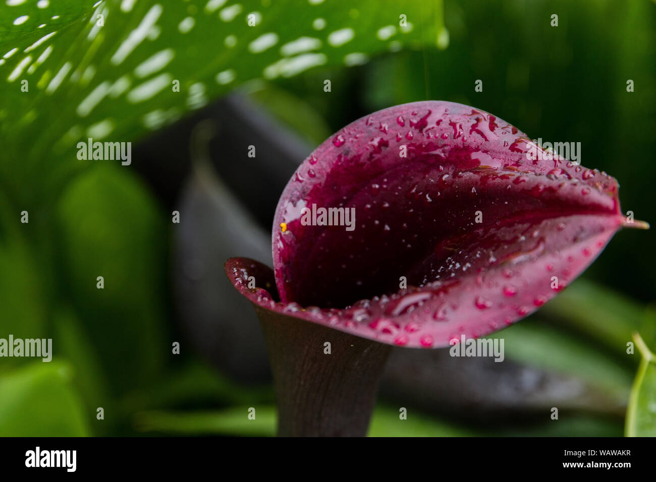 Calla Lily Cut Out High Resolution Stock Photography and Images - Alamy