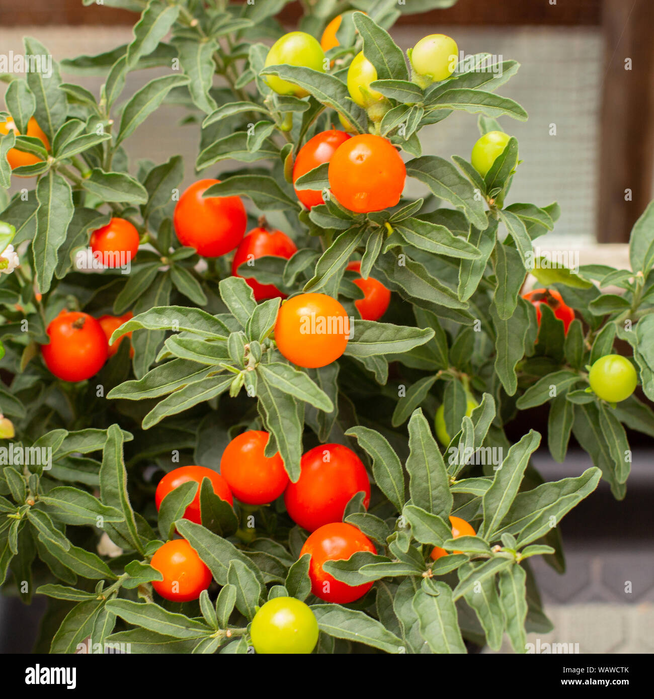 Top 105+ Pictures Shrub With Orange Berries In Fall Superb