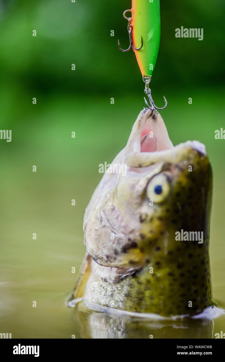 Fish trout caught in freshwater. Fish open mouth hang on hook. fishing  equipment. Bait spoon line fishing accessories. Fish in trap close up.  Victim of poaching. Save nature. On hook. Silence concept