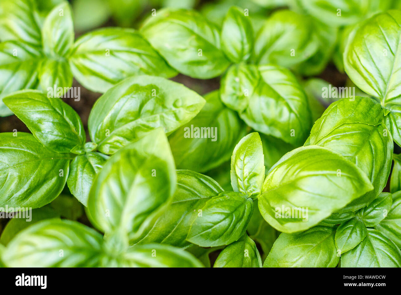 Green background - basil plants, top view. Selective focus. Gardening ...