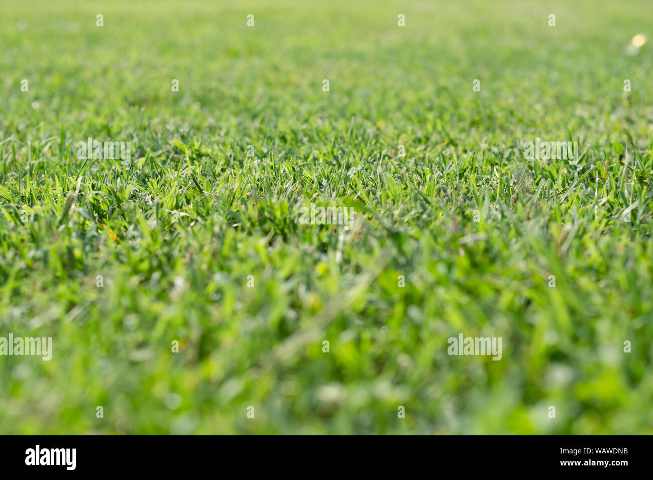 Close up green grass field with blur park background Stock Photo - Alamy