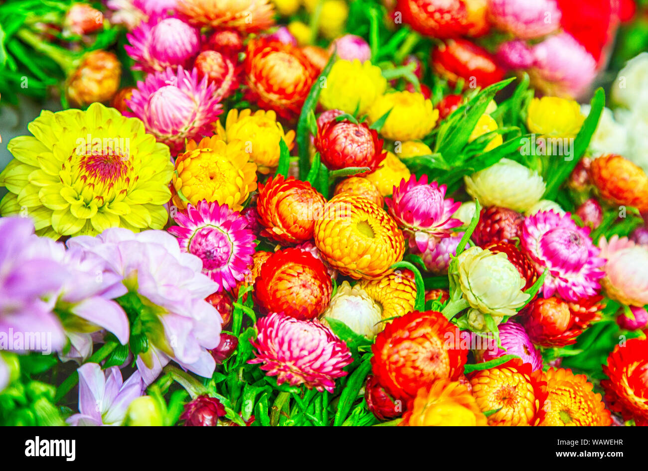 Various Colored Peonies at the san francisco flower market. Stock Photo