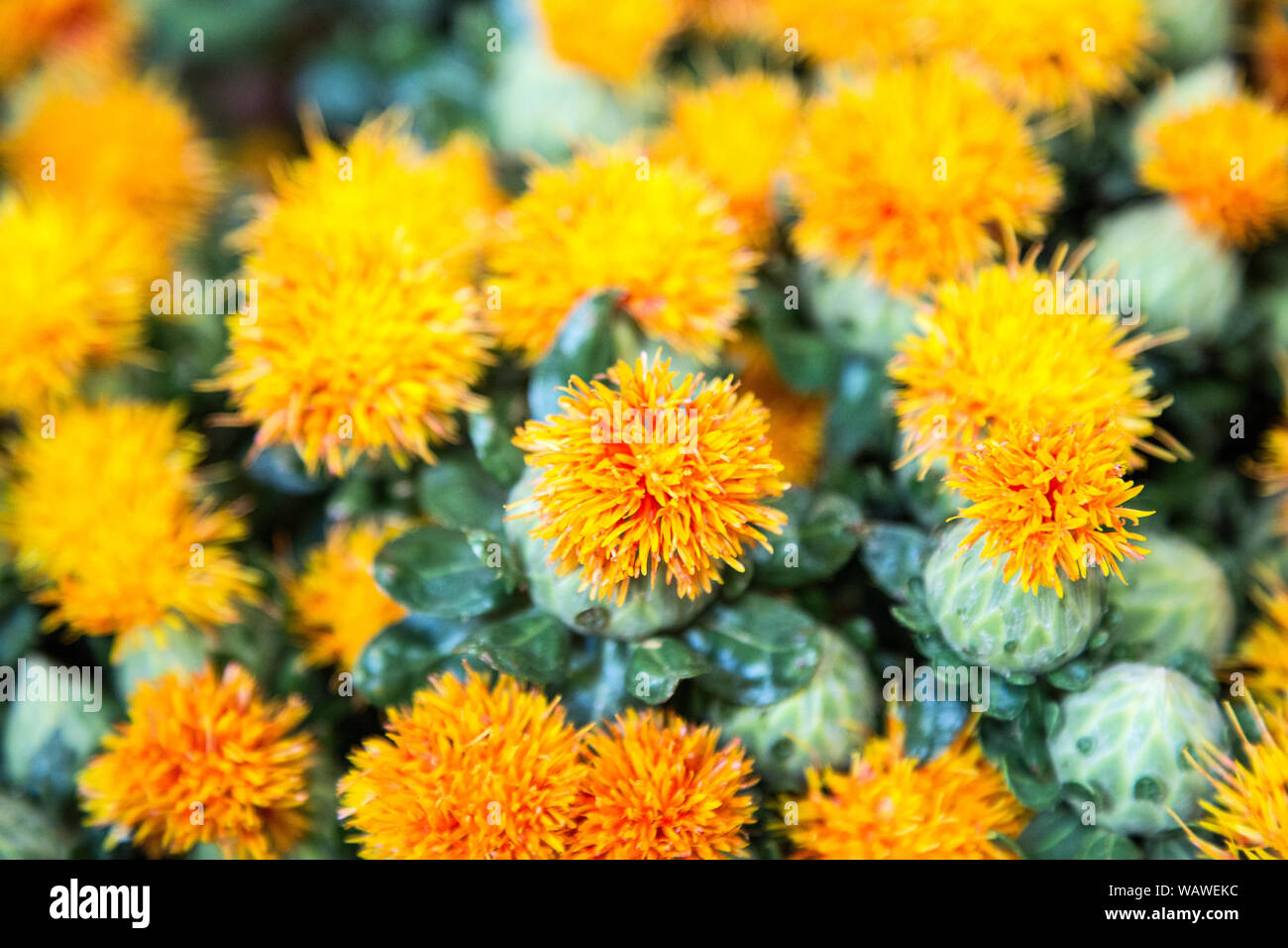 An exotic yellow flower available at the San Francisco flower market. Stock Photo