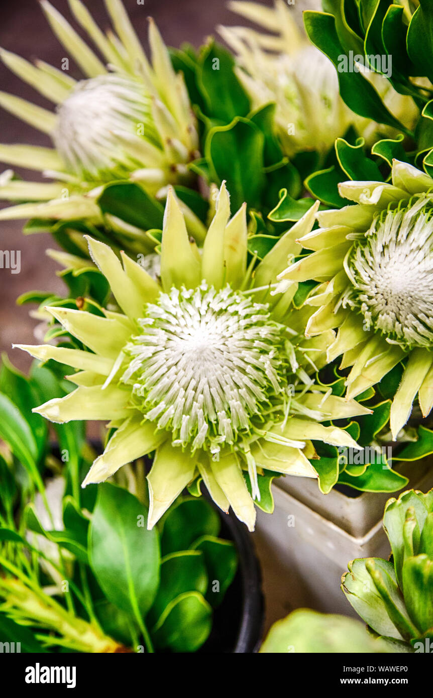 An exotic Protea Cynaroides a plant native to South Africa as seen at the San Francisco Flower Market. Stock Photo