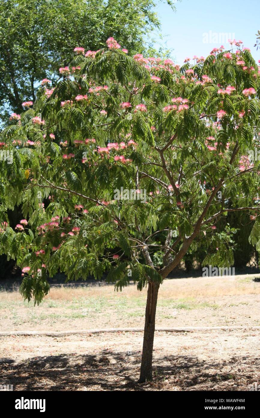 Clavellina tree at the end of the spring. Complete Tree Stock Photo