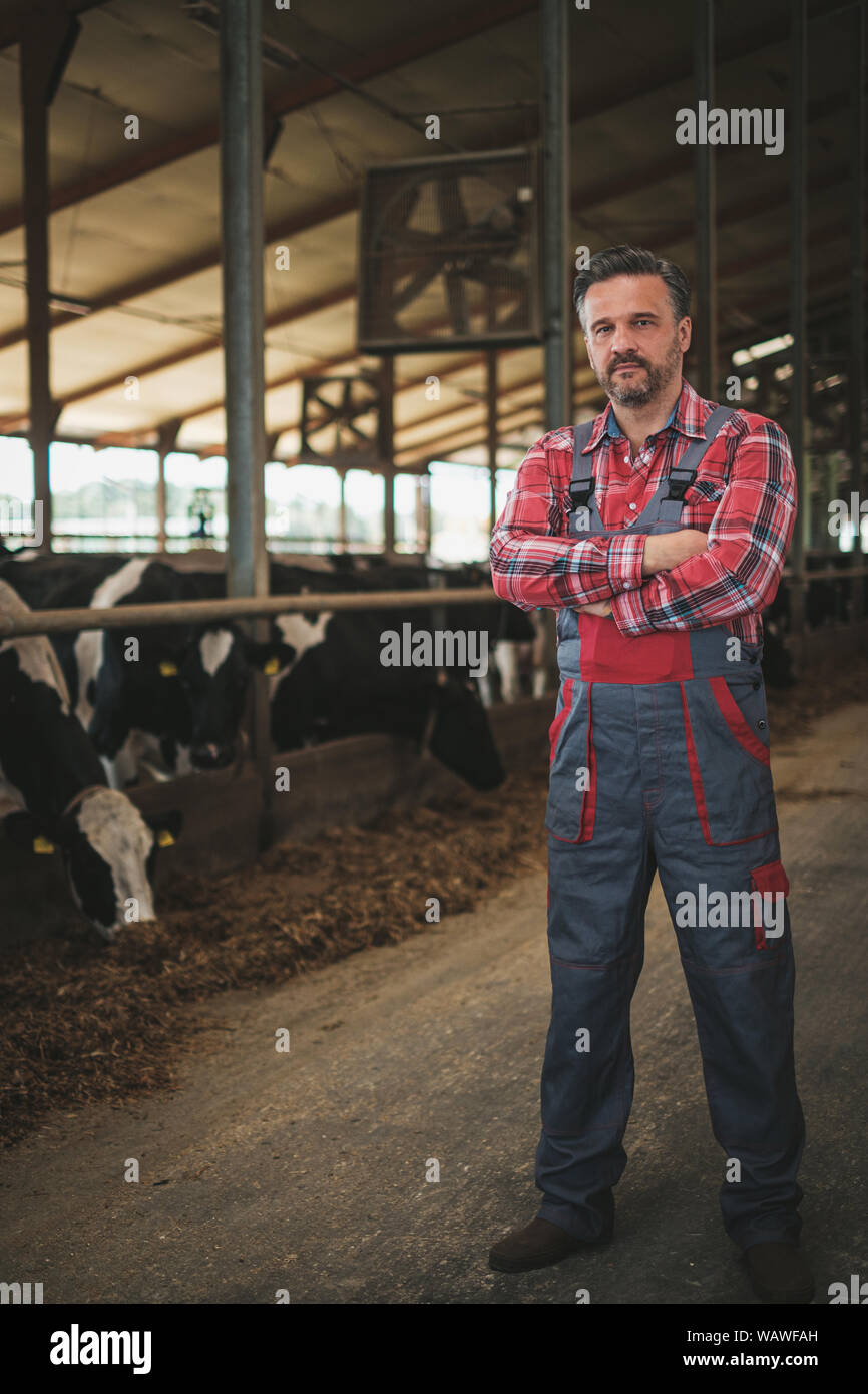Farmer in a cowshed on a dairy farm Stock Photo - Alamy