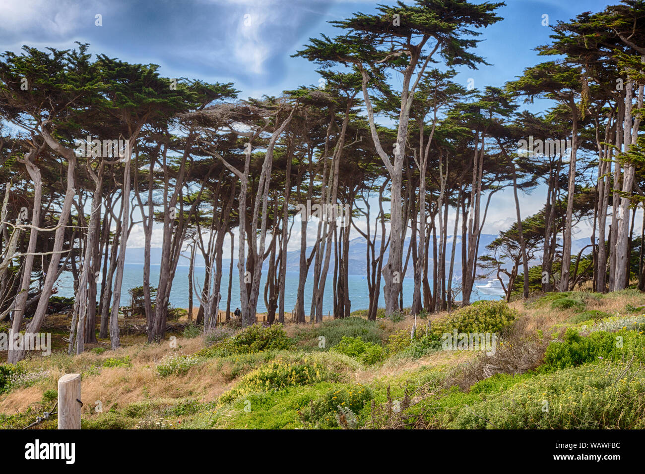 Views of the forest and bay from San Francisco's Lands End. Stock Photo