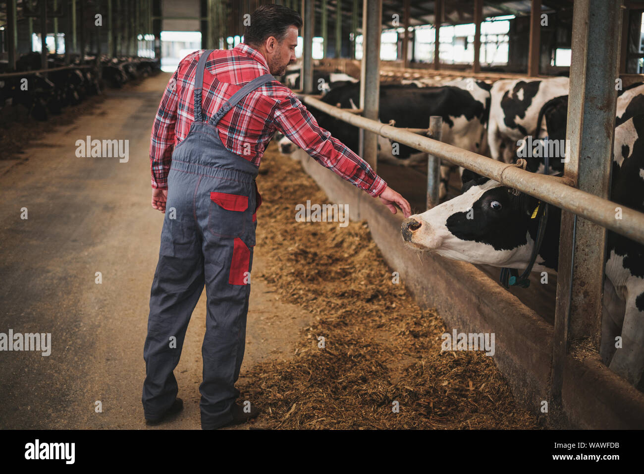 Farmer in a cowshed on a dairy farm Stock Photo - Alamy