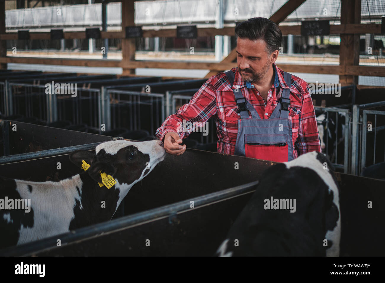 Farmer in a cowshed on a dairy farm Stock Photo - Alamy