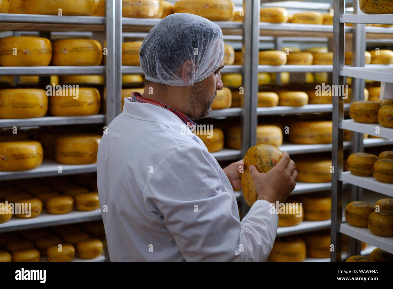Check Cheese Machine Cheesemaker checking ready product in a storage room Stock Photo - Alamy