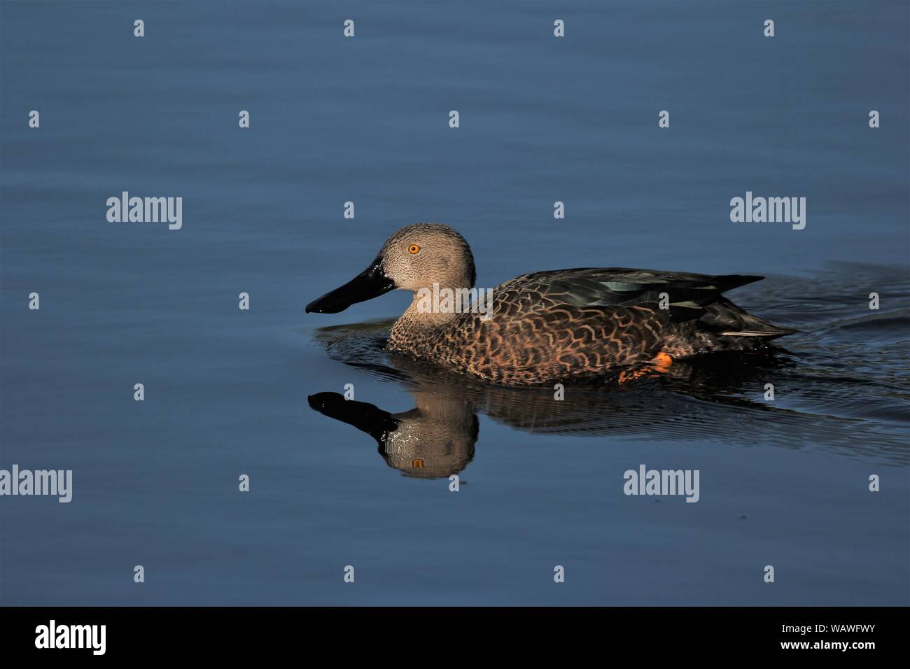 Male of Cape Shoveler (Anas smithii) on a dam at Natures Landing, Eastern Cape, South Africa Stock Photo
