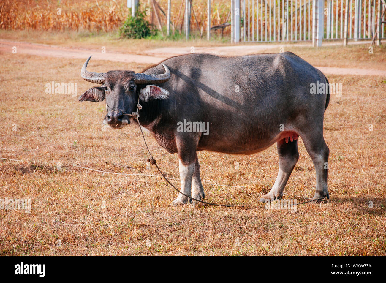 Farm animal Water buffalo Local Thailand asian or Bubalus Stock Photo - Alamy