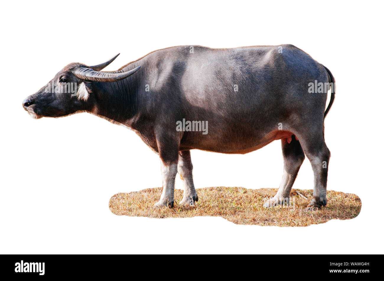 Farm Domestic Water buffalo Local Thailand asian buffalo or Bubalus isolated on white background Stock Photo - Alamy