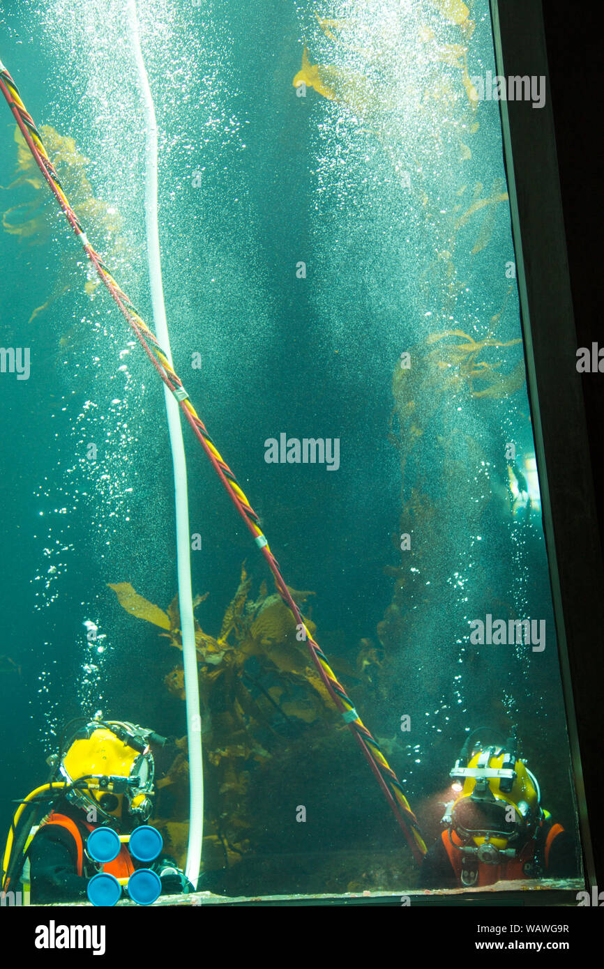 A Diver in the tanks at the Monterey Bay Aquarium. Stock Photo