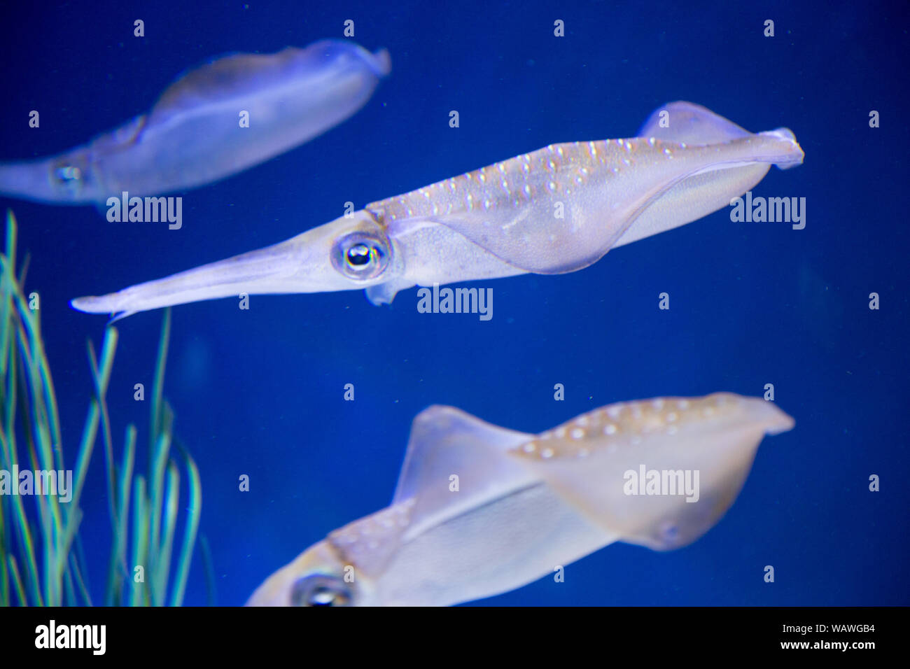 Squid highlighted in the water as they swim. Stock Photo