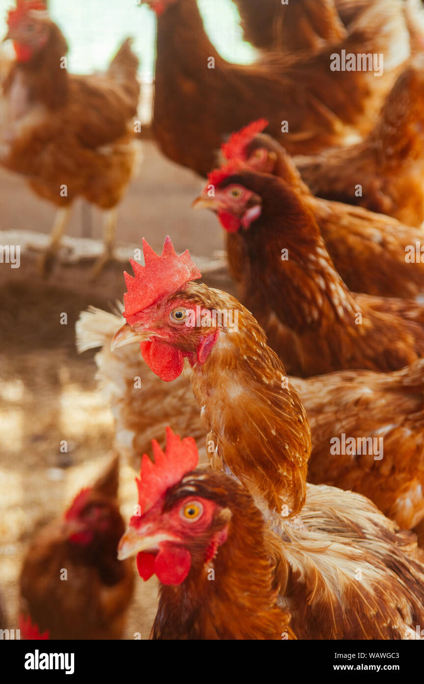Brown red feather and red cockscomb farm chickens - Asian local organic farm concept. Stock Photo