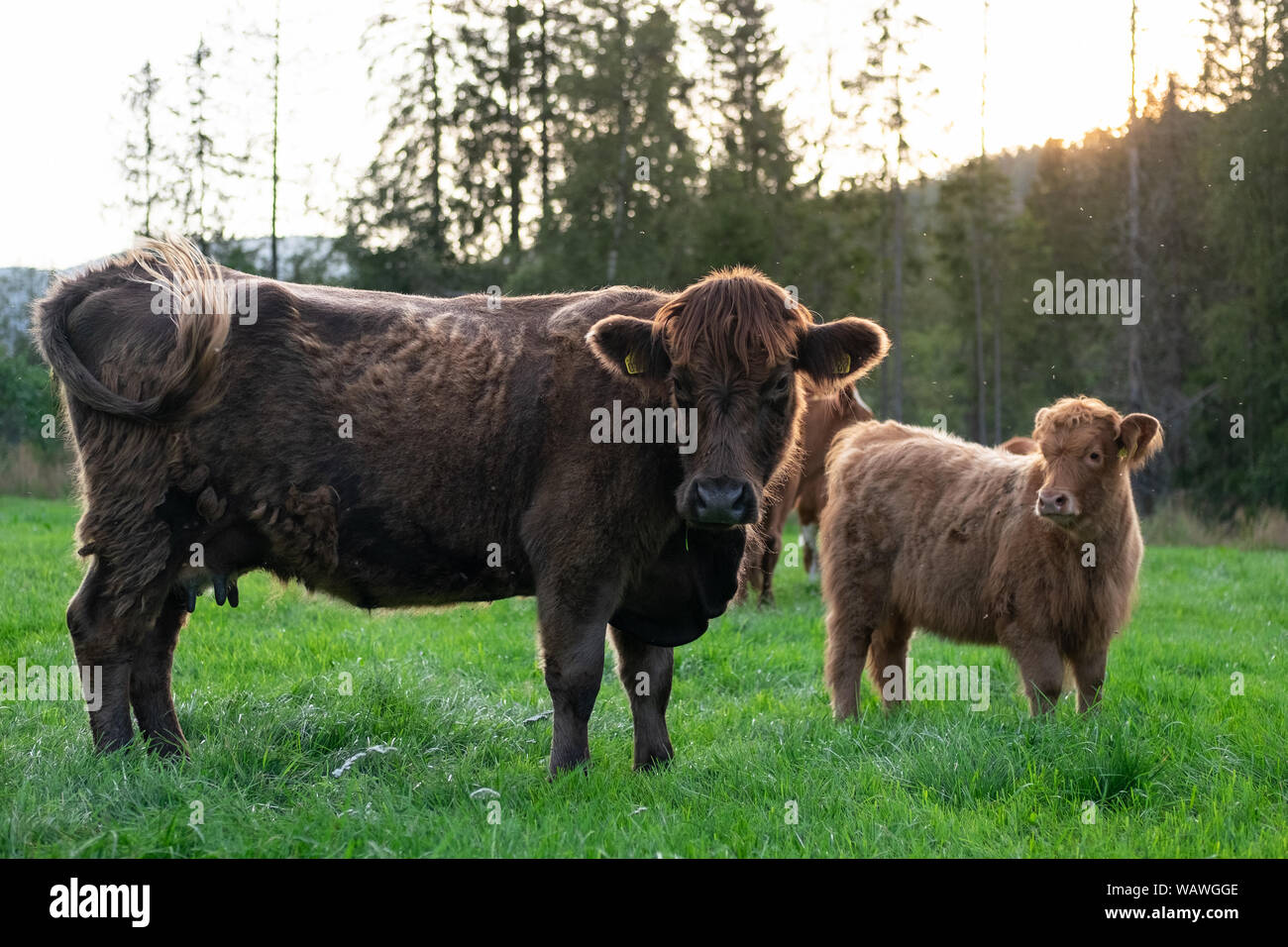 JERSEY CALF GLOSSY POSTER PICTURE PHOTO PRINT cattle cow young baby brown  5279