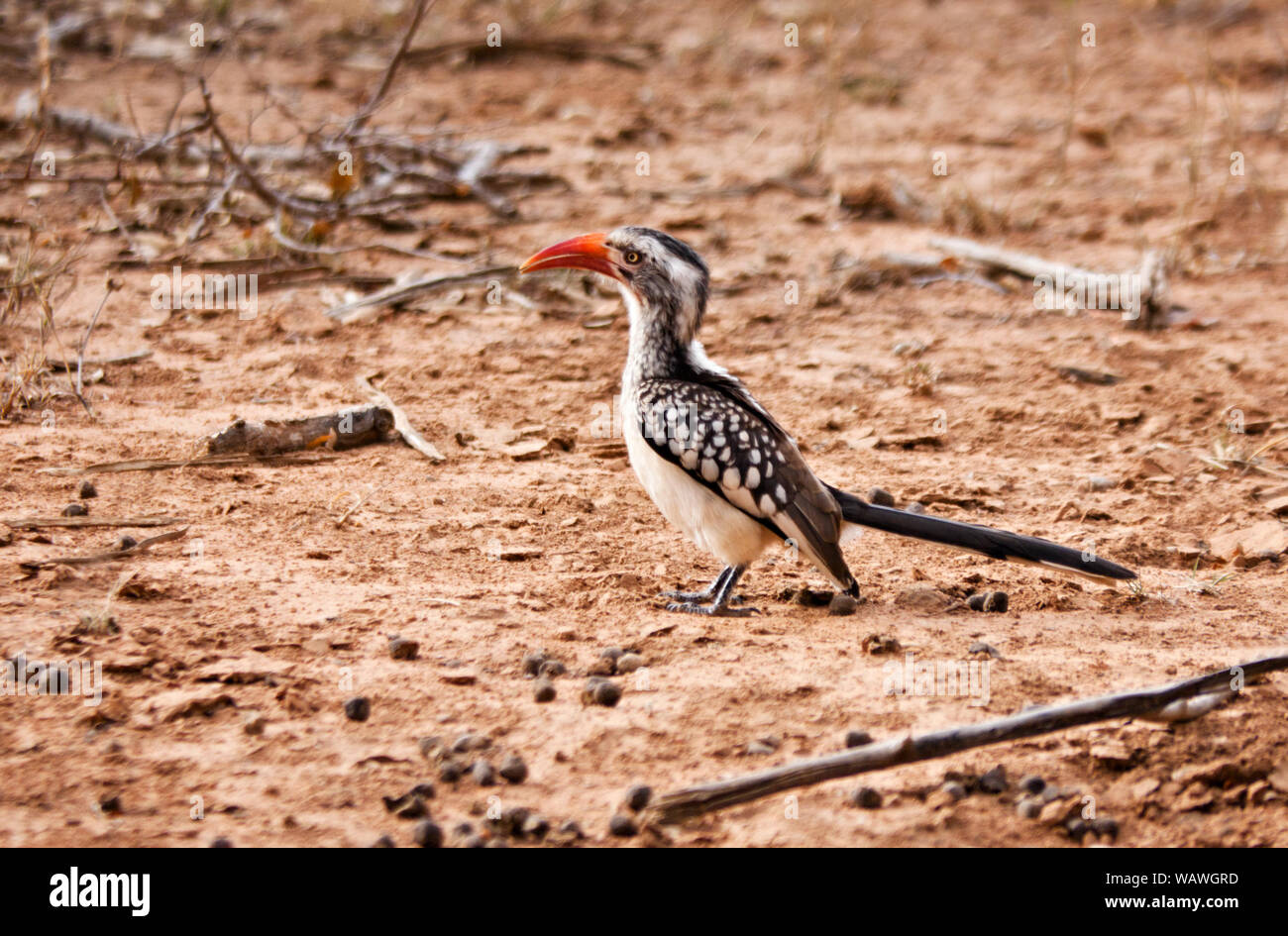 hornbill birds on the sand on the ground, Botswana, Africa. Stock Photo
