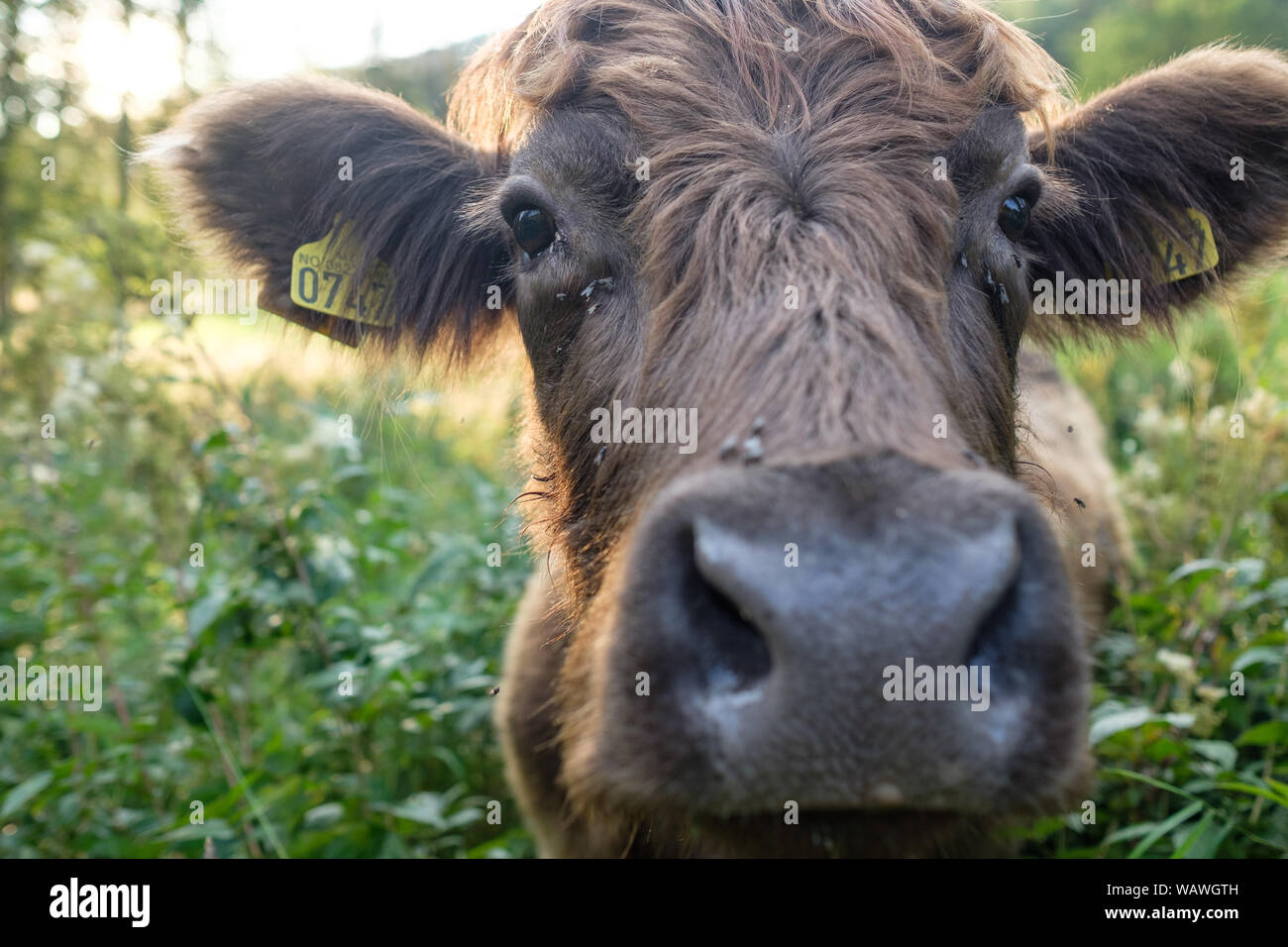 Jersey cow close up hi-res stock photography and images - Alamy