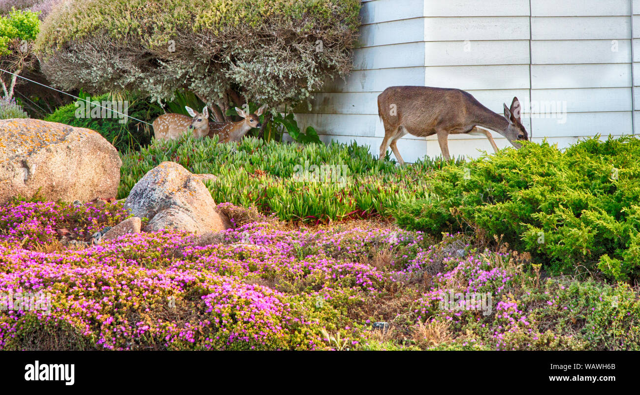 Deer munch on the landscaping of homes in California. Stock Photo