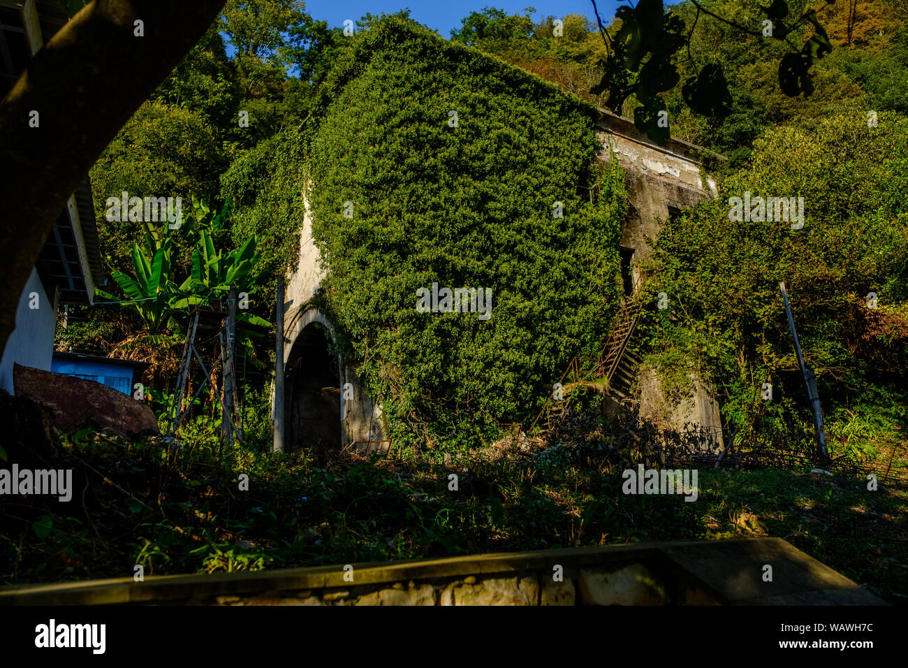 Overgrown with greenery old abandoned building in sunny day. Stock Photo