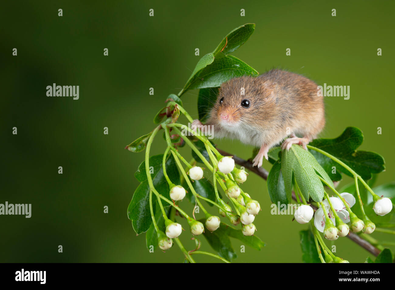 Cute harvest mice micromys minutus on white flower foliage with neutral green nature background Stock Photo