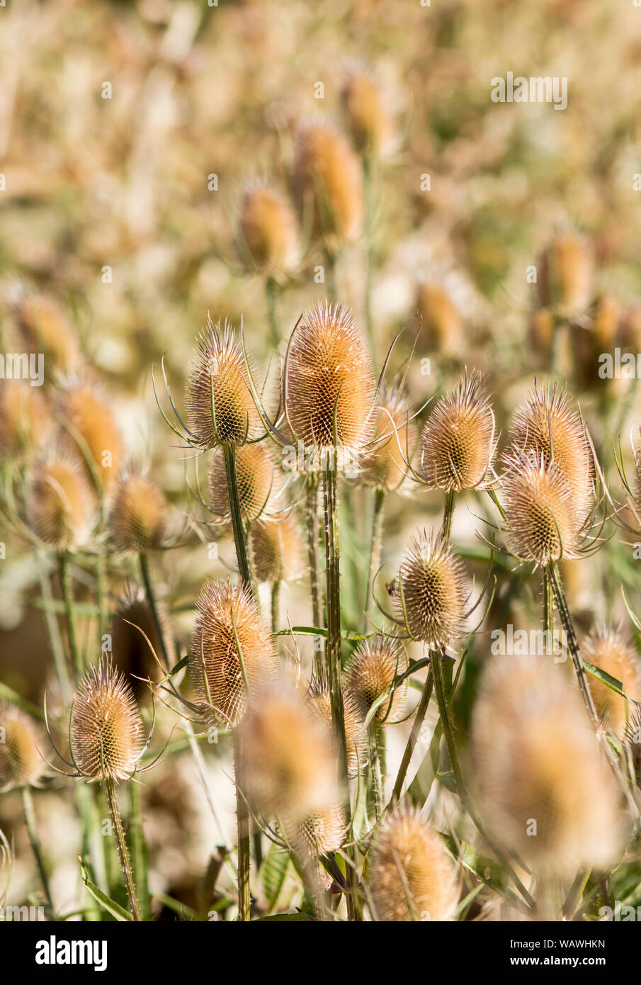 Dry seed pods of Indian Teasel, Dipsacus sativus, flower head. Stock Photo