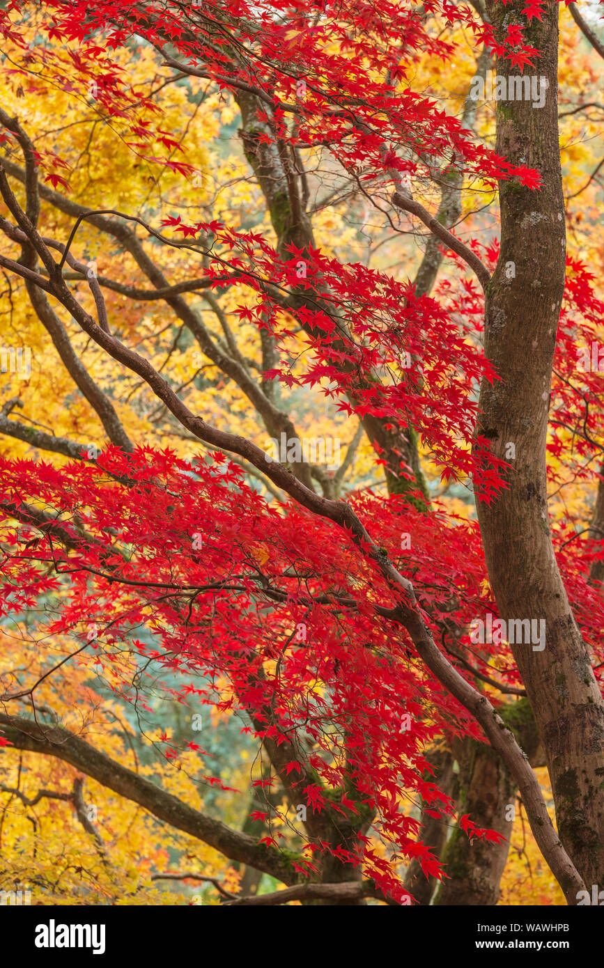 Yellow japanese maple hi-res stock photography and images - Alamy
