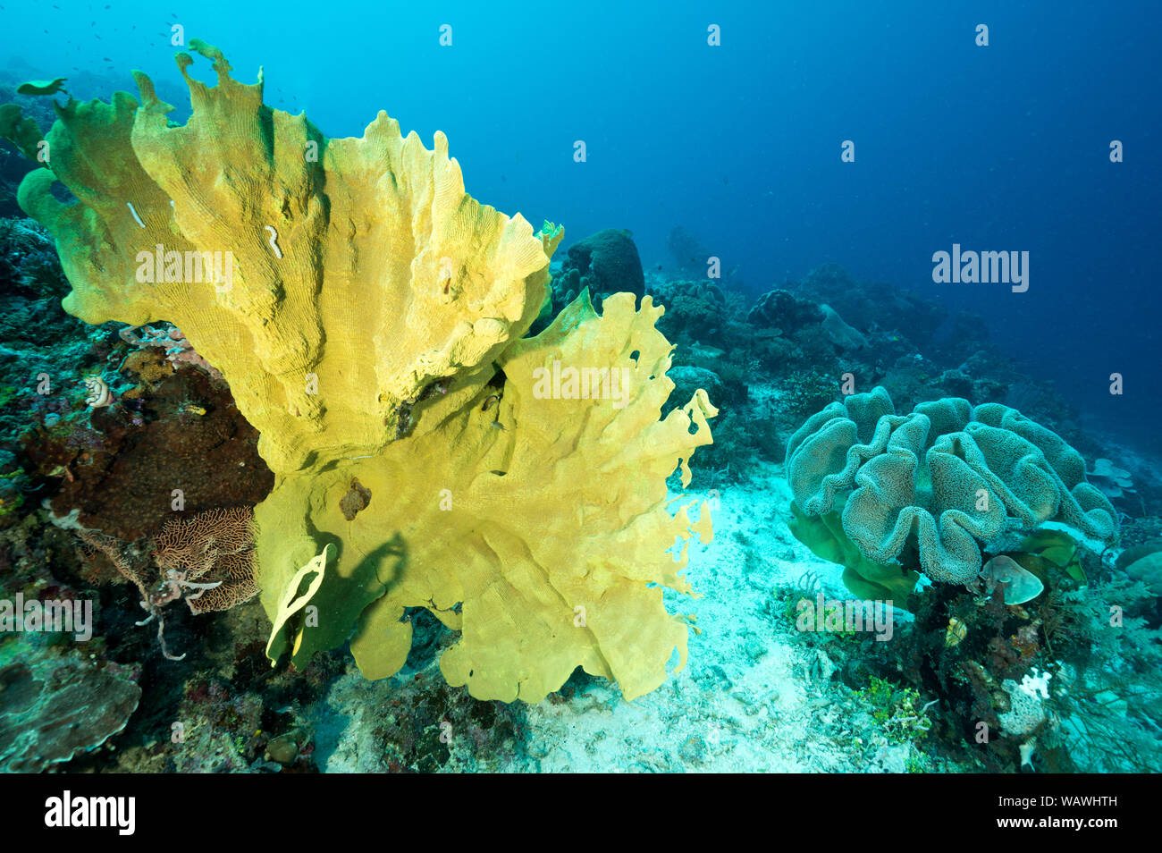 Reef scenic with elephant ear sponge, Lanthella basta, Raja Ampat Indonesia. Stock Photo