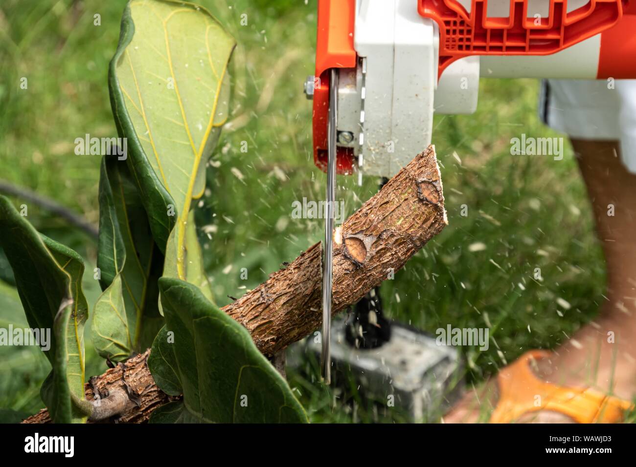 worker used electric chainsaw cutting tree branch Stock Photo Alamy