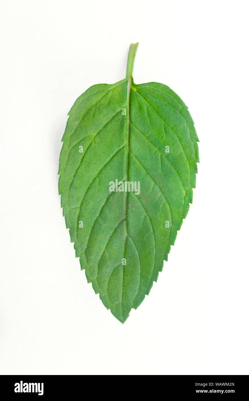 Fresh mint raw plant leaf isolated on white background Stock Photo