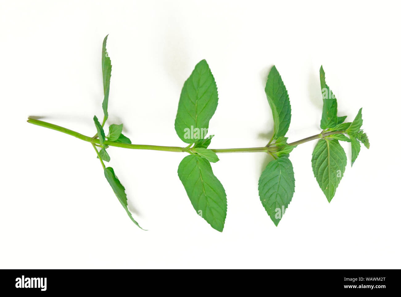 Fresh mint raw plant leaves isolated on white background Stock Photo