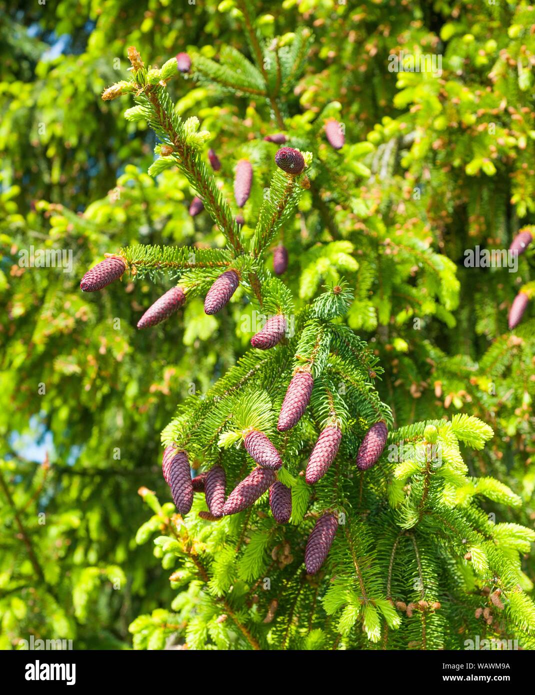 Norway spruce (Picea abies), branch with unripe reddish spruce cones, Biosphere Reserve Rhon, Hesse, Germany Stock Photo