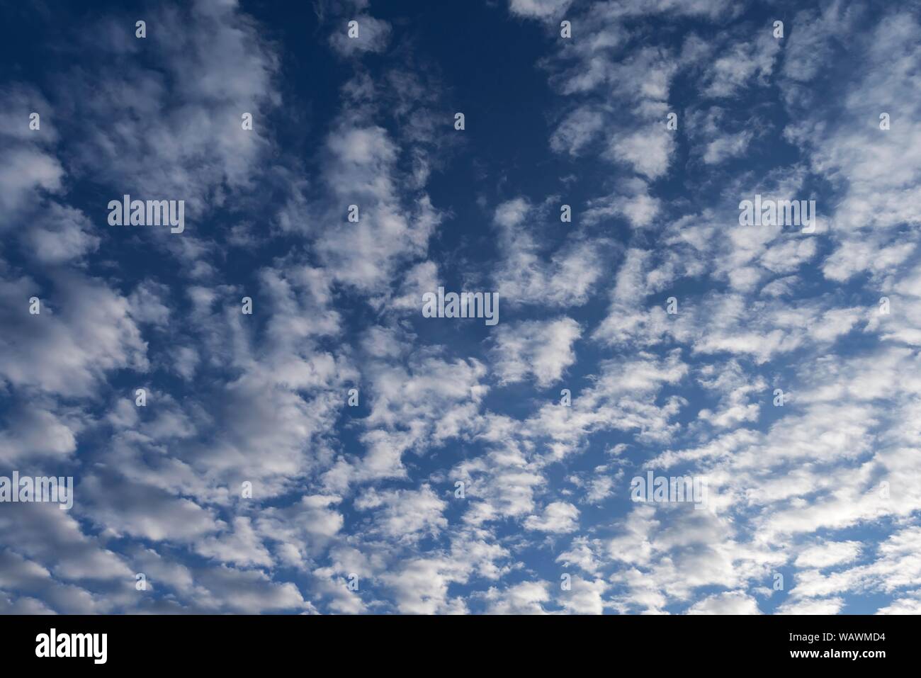 Large altocumulus clouds, Bavaria, Germany Stock Photo