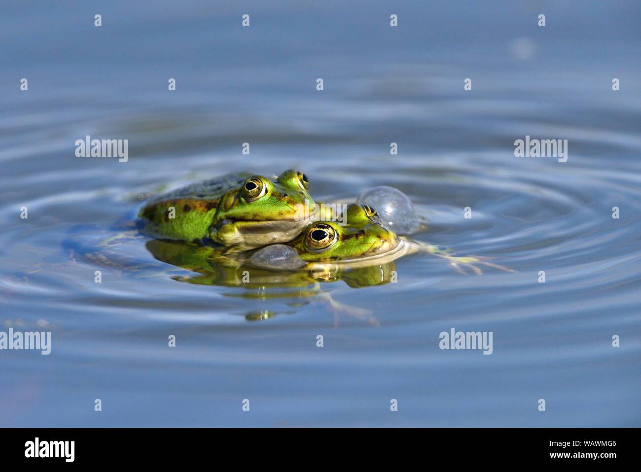 Bubble frogs hi-res stock photography and images - Alamy