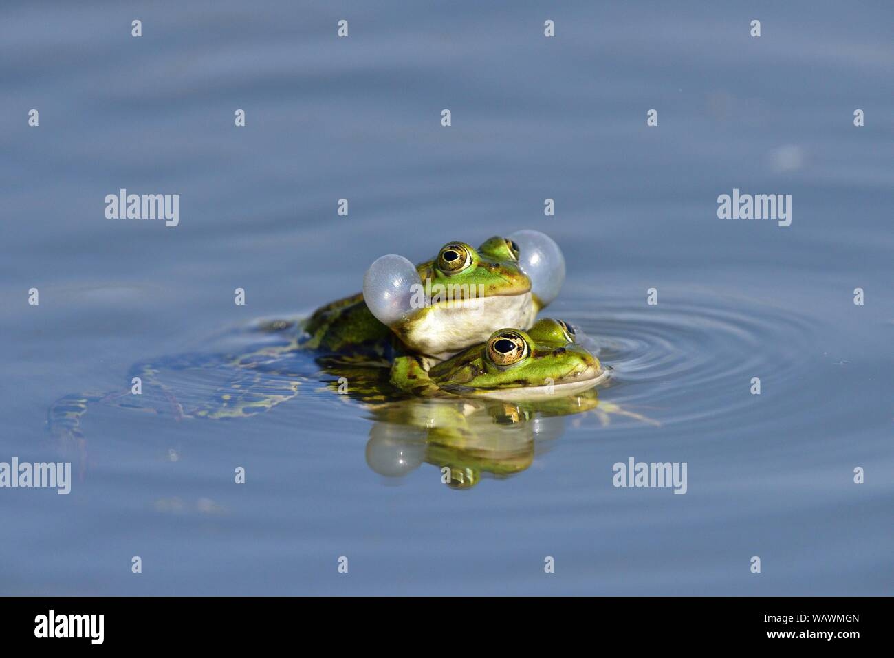 Green frogs (Pelophylax esculentus) calling during mating, with