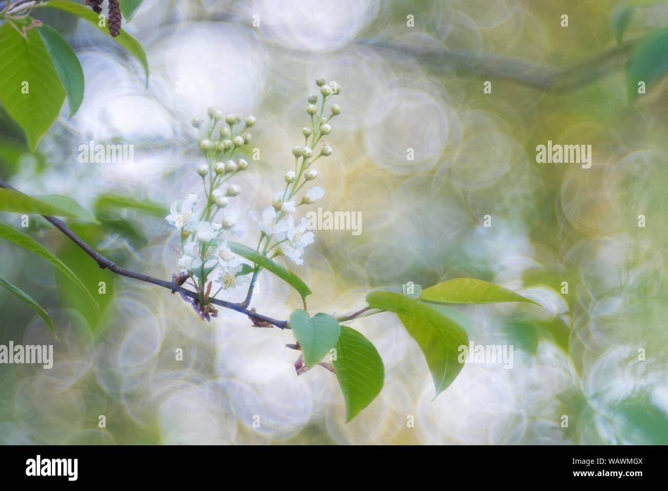 Branch of a European Bird Cherry (Prunus padus), light reflexes in the background, biosphere reserve Upper Lusatian heath and pond landscape, Germany Stock Photo