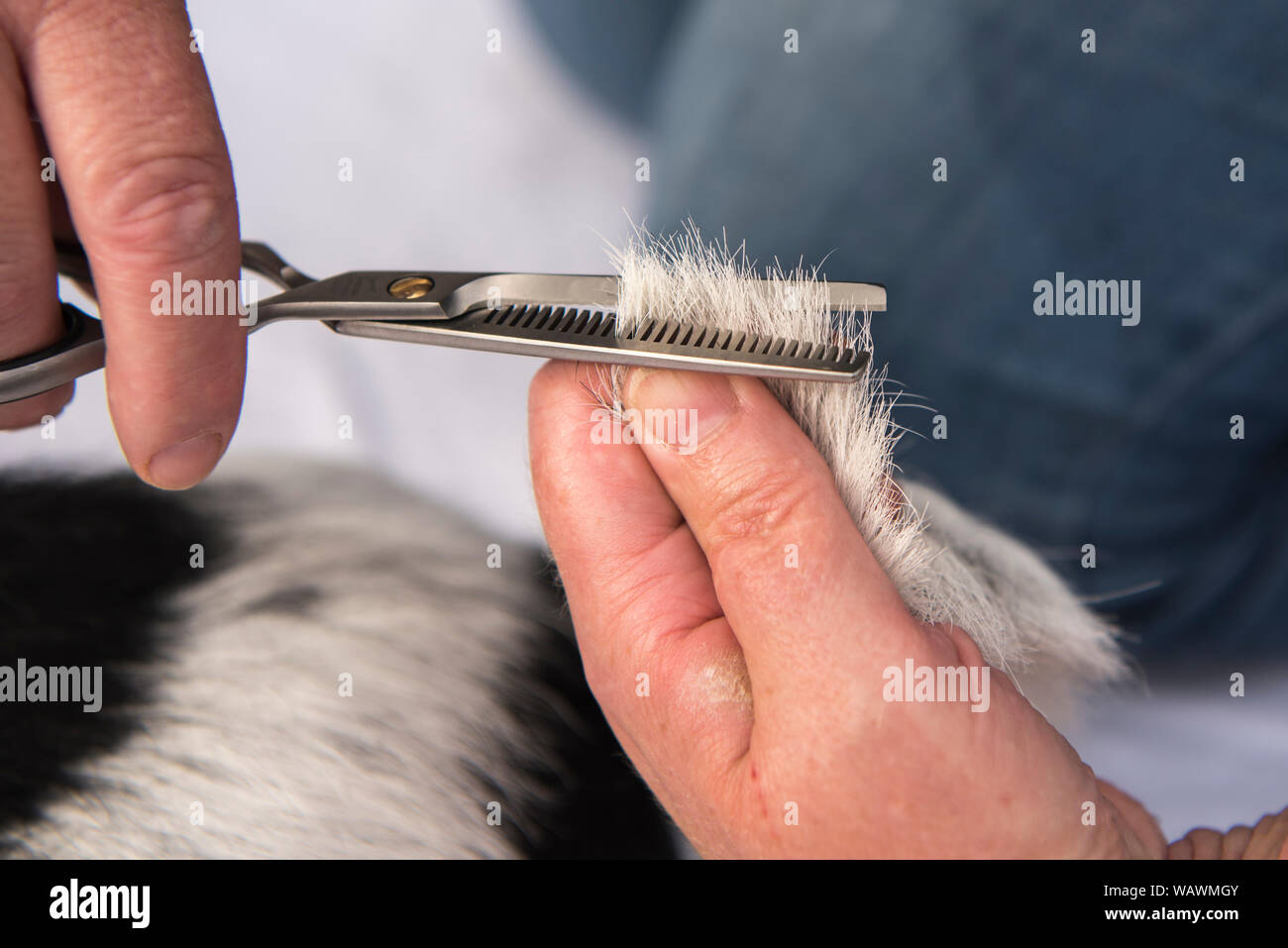 Dog hair cutting with the effilating scissors grooming. Cute Jack