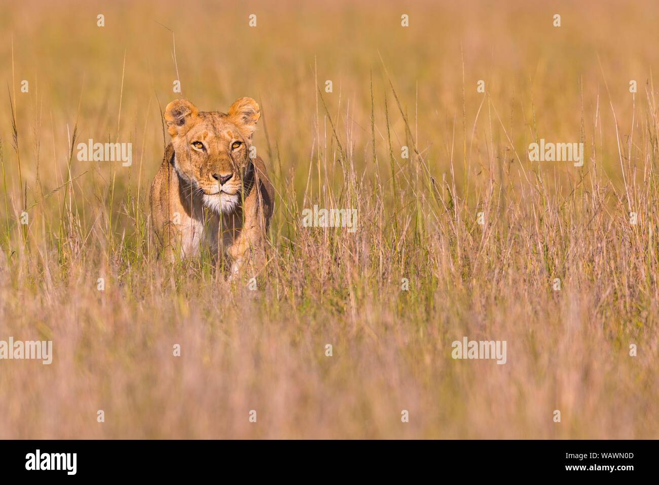 Lioness (Panthera leo) in tall grass, Masai Mara National Reserve ...
