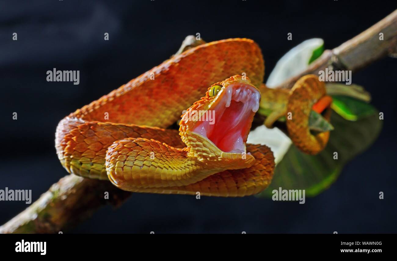 Mayombe Bush-Viper (Atheris squamigera anisolepis), biting, on a branch, captive, Central Africa Stock Photo