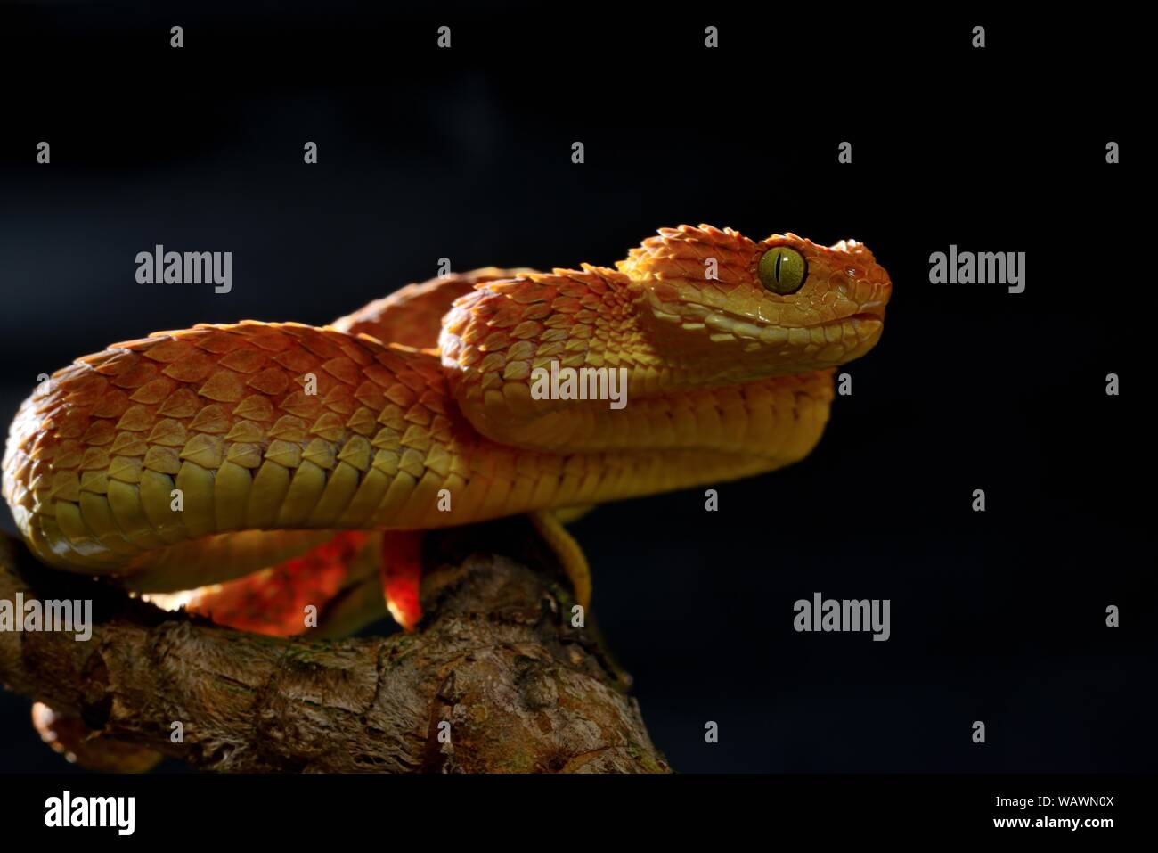 Mayombe Bush-Viper (Atheris squamigera anisolepis), on a branch, captive, Central Africa Stock Photo