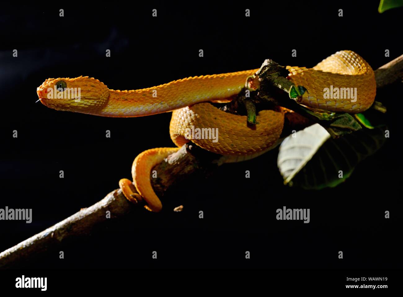 Life on White  Leaf viper with its tongue out, Atheris squamigera,  isolated on white