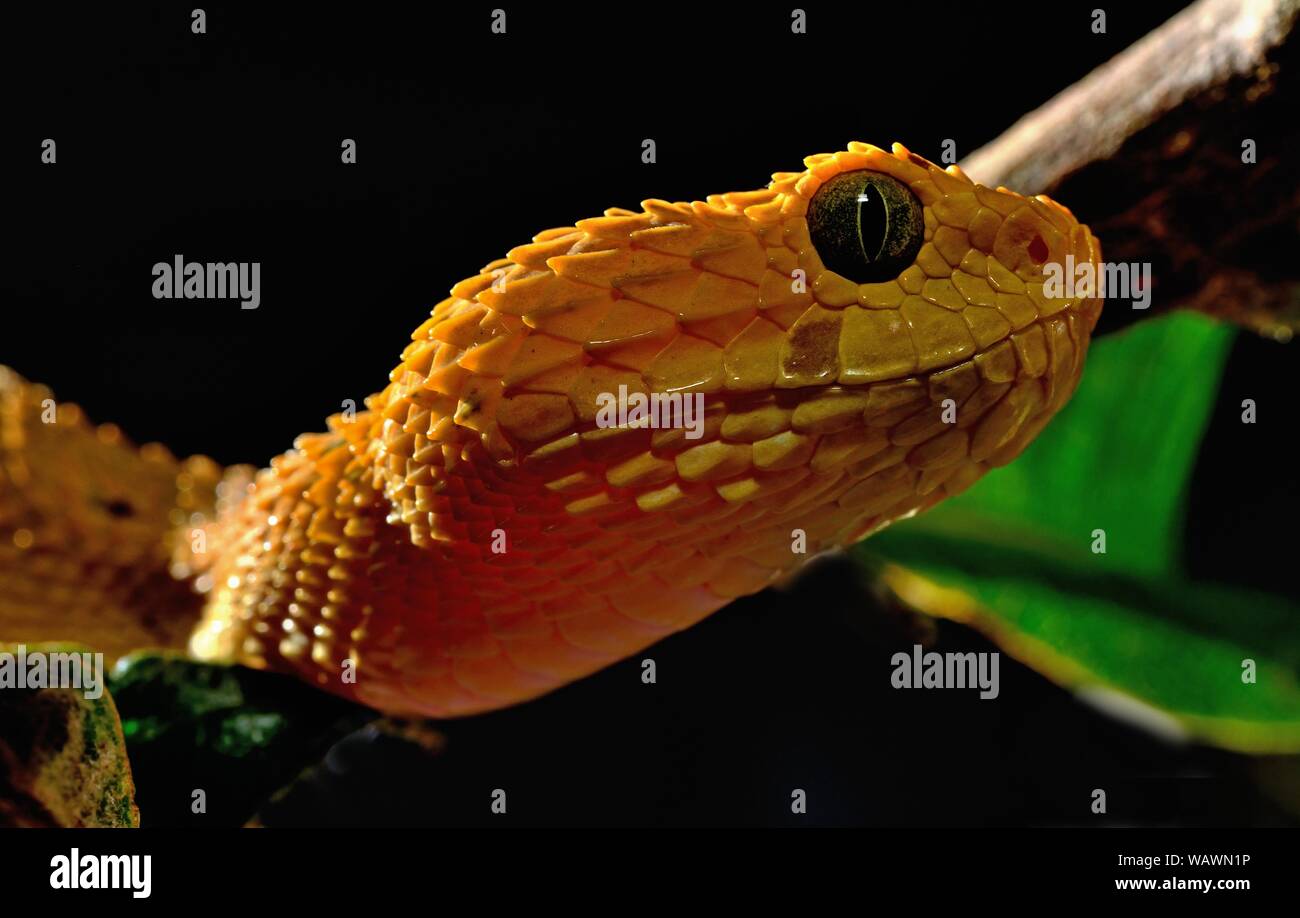 Stock photo of Green bush viper {Atheris chlorechis} captive, occurs  western Africa. Available for sale on