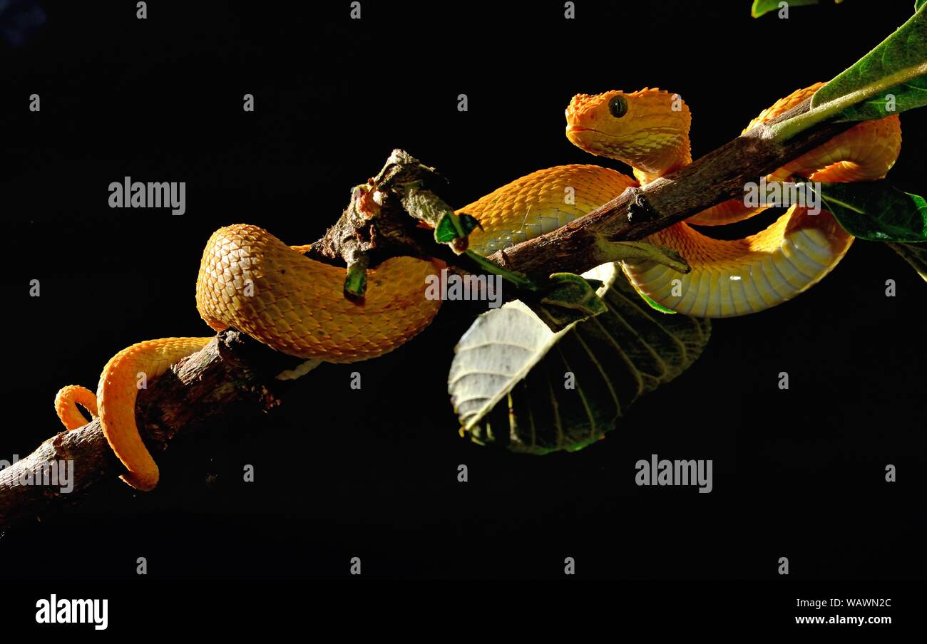 Mayombe Bush-Viper (Atheris squamigera anisolepis), on a branch, captive, Central Africa Stock Photo